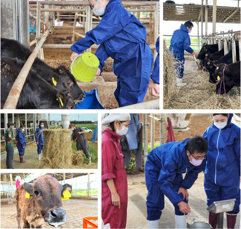 Livestock Farming Experience